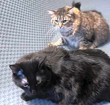 Photo of MeeMee & Shadow