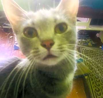 Photo of Iris