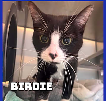 Photo of Birdie