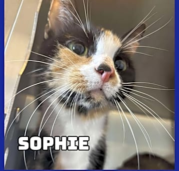 Photo of Sophie