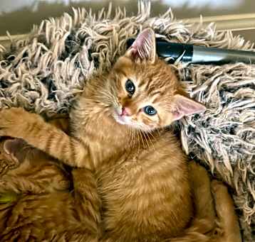 Photo of Miney
