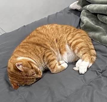 Photo of Chip