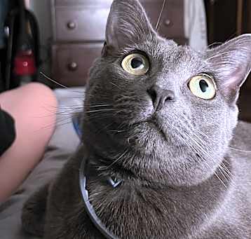 Photo of Toothless