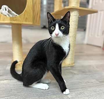Photo of Tux