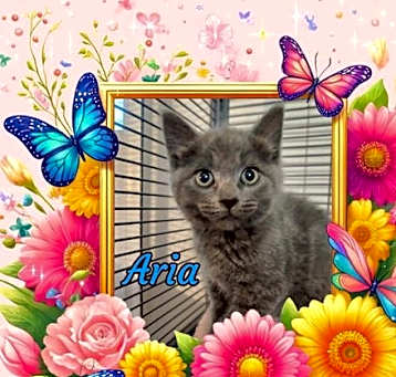 Photo of Aria