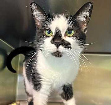 Photo of Domino