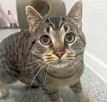 Photo of Felix