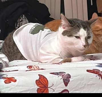 Photo of Lufy and Ace