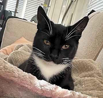 Photo of Oreo