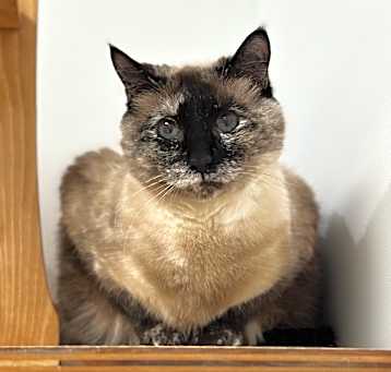 Photo of Coco