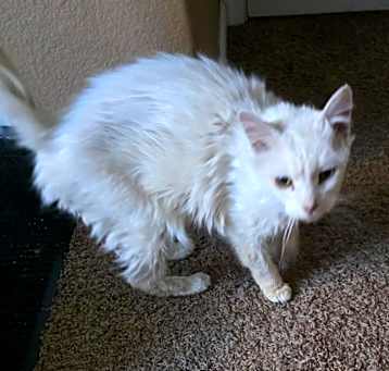 Photo of Peaches