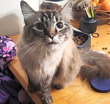 Photo of Bandit