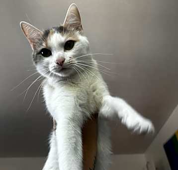 Photo of Peaches