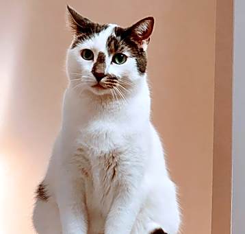 Photo of Marbles/Smokey
