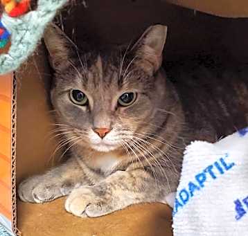 Photo of Rhonda (bonded To Roni)