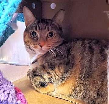 Photo of Roni (bonded To Rhonda)