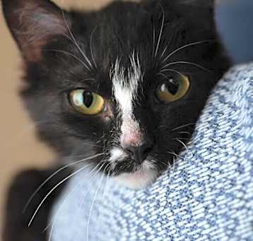Photo of Bijou