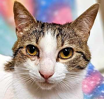 Photo of Oliver - RC PetSmart
