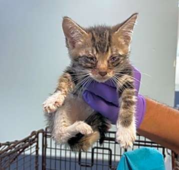 Photo of BINX
