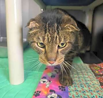 Photo of Smokey
