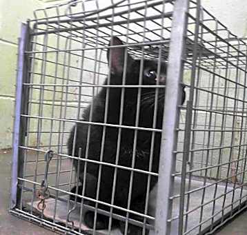 Photo of ONYX