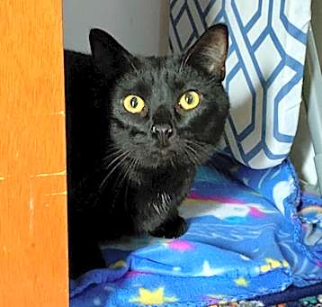 Photo of Frito *Bonded with Cheeto*