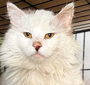 Photo of *Keiko