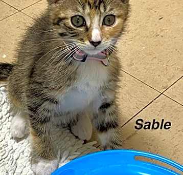 Photo of Sable
