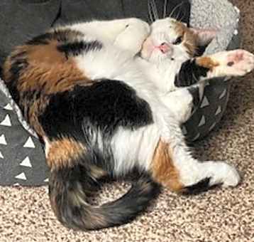 Photo of Calico Cookie