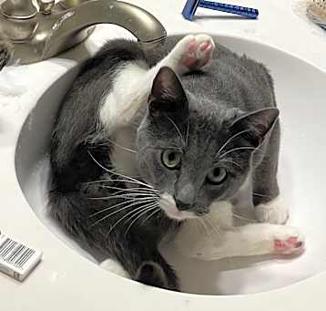 Photo of Artemis