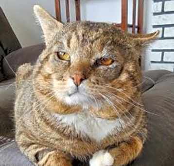 Photo of Bruiser