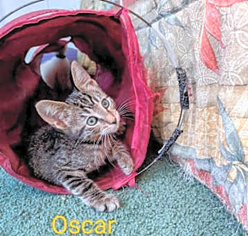 Photo of Oscar