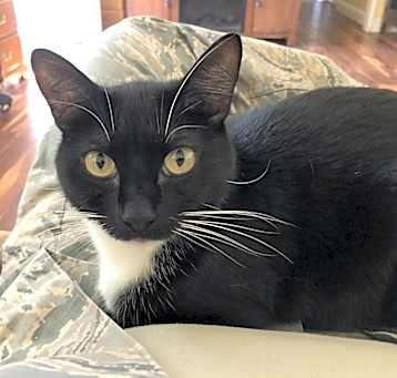 Photo of Mittens