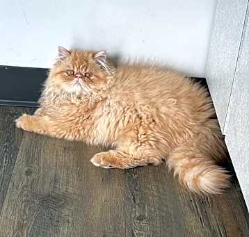 Photo of Garfield