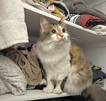 Photo of Maxi