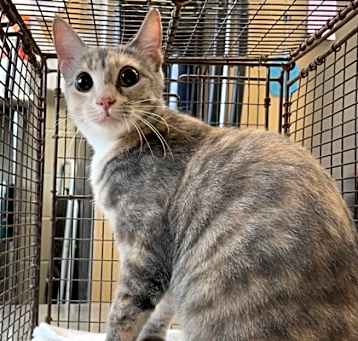 Photo of Zelda