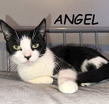 Photo of Angel