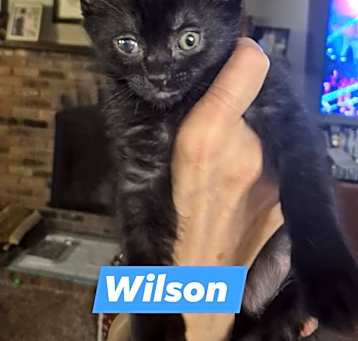 Photo of Wilson
