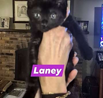 Photo of Laney