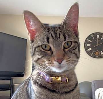 Photo of Mika