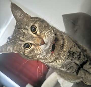 Photo of Juniper