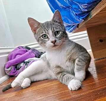 新発売 Care, Angels Catz at pets Available Inc. NE Fremont, in テープ・マスキングテープ
