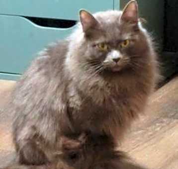 Photo of Olive