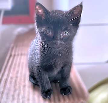 Photo of Ranger