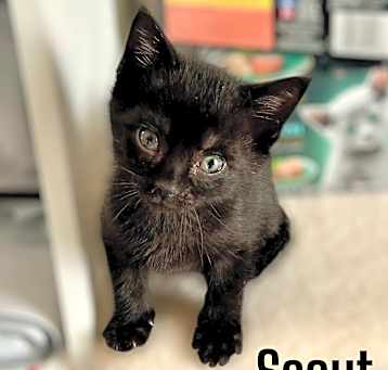 Photo of Scout
