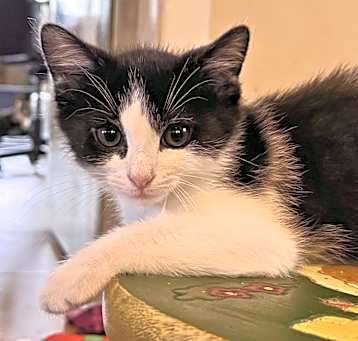 Photo of Glinda