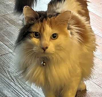 Photo of Yuki