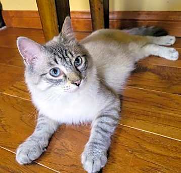 Photo of Lynx