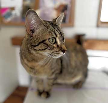 Photo of Felicity