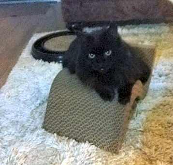 Photo of Kitty